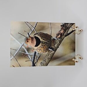 4x6 Northern‎ Flicker Bird Photography Oil Painting Print